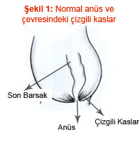 Normal anüs ve çevresindeki çizgili kaslar