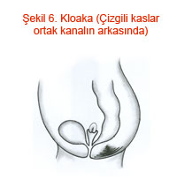 Kloaka (Çizgili kaslar orta kanalın arkasında)